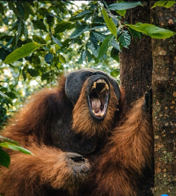 Deep jungle trail in Gunung Leuser National Park